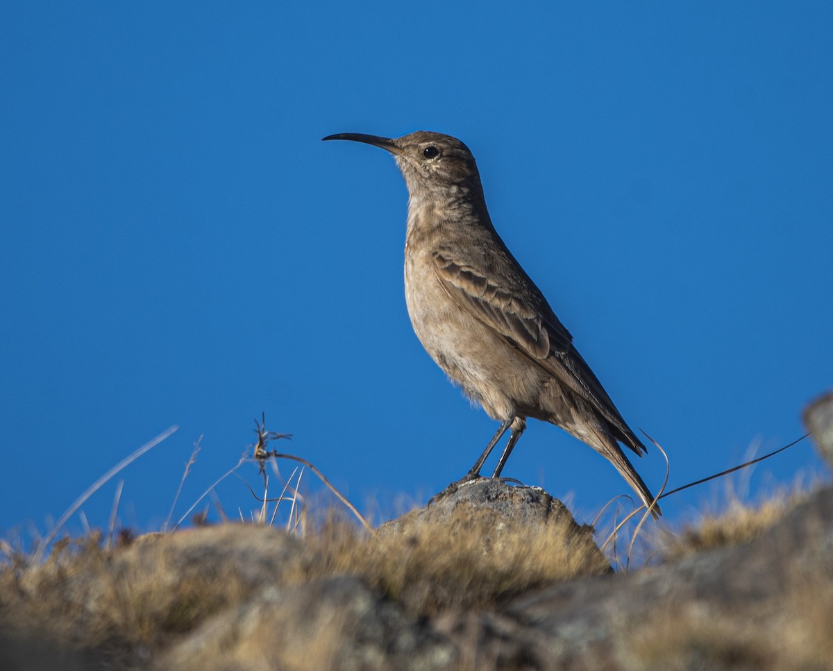 Slender-billed Miner - ML604312231