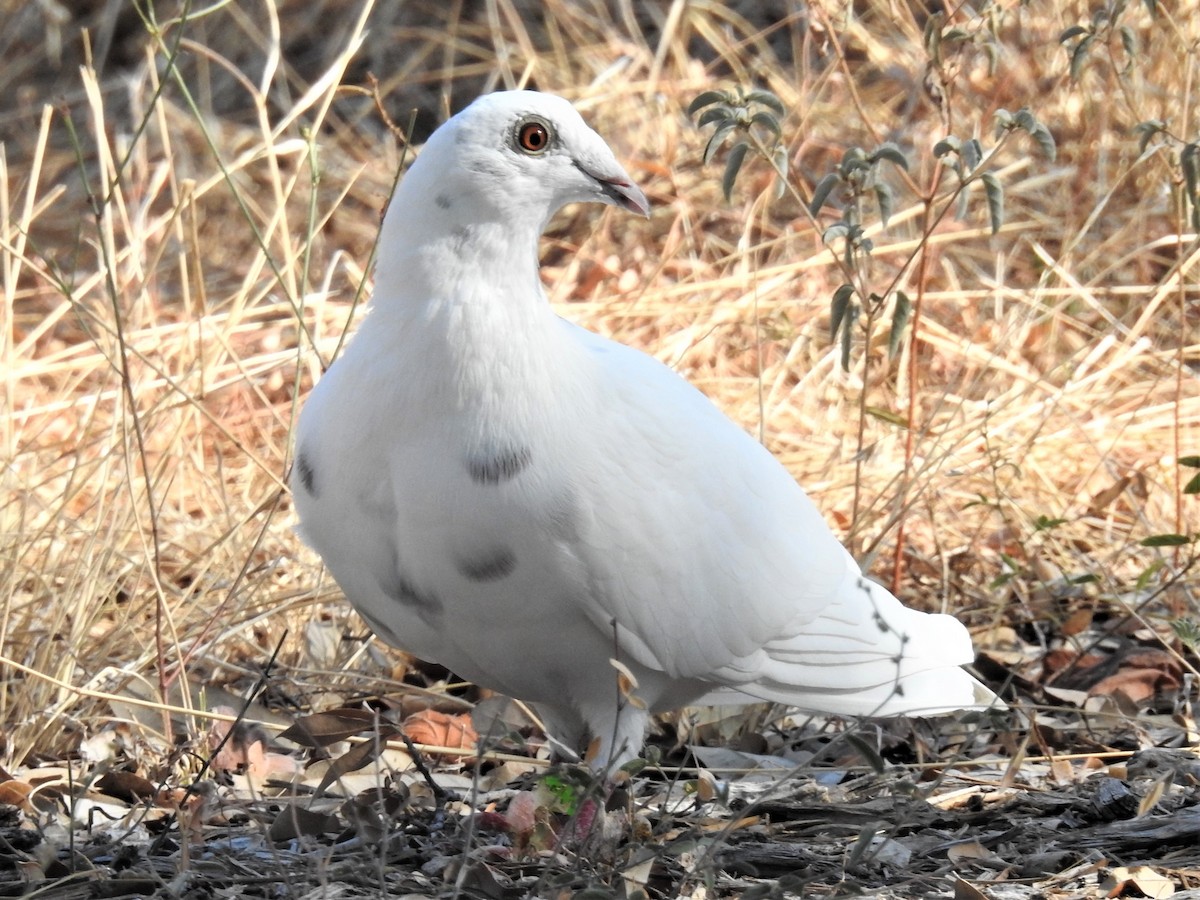 Сизый голубь (Одомашненного типа) - ML604312471