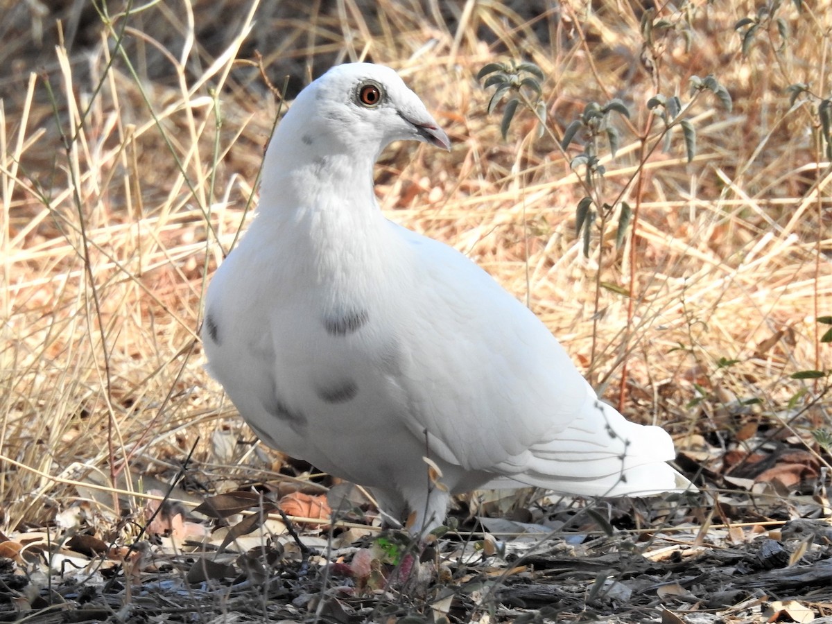 Kaya Güvercini (şehir güvercini) - ML604312471