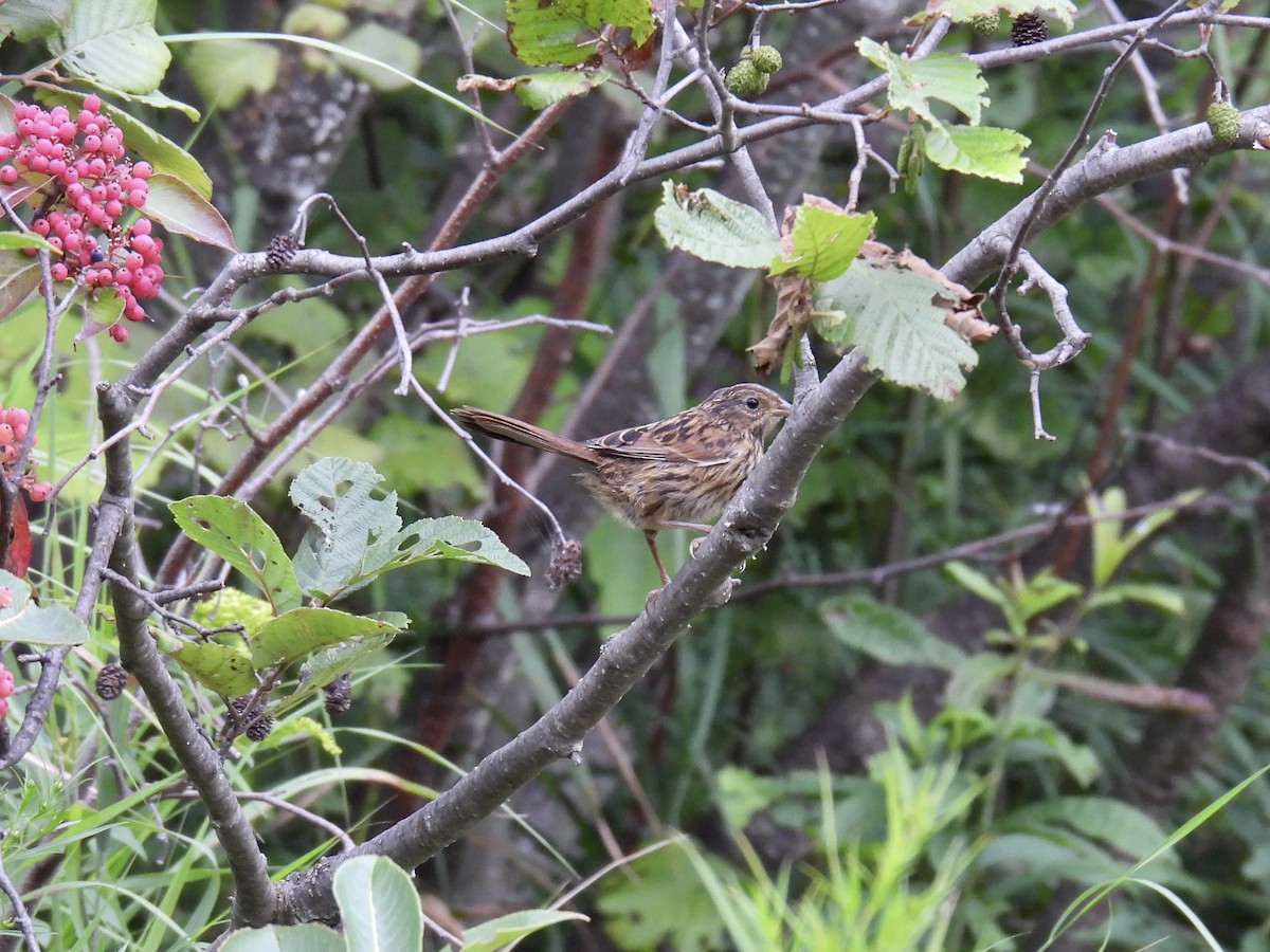 Swamp Sparrow - ML604313081