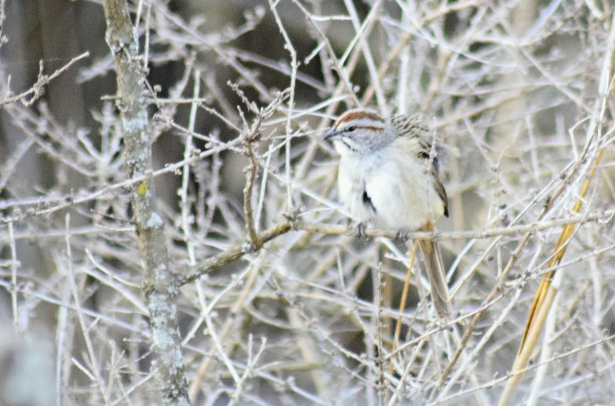 Chaco Sparrow - sergio bruno