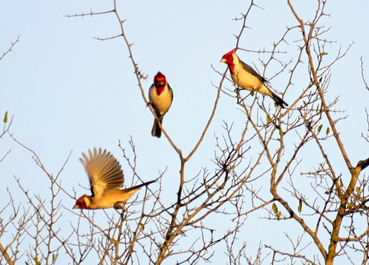Red-crested Cardinal - sergio bruno