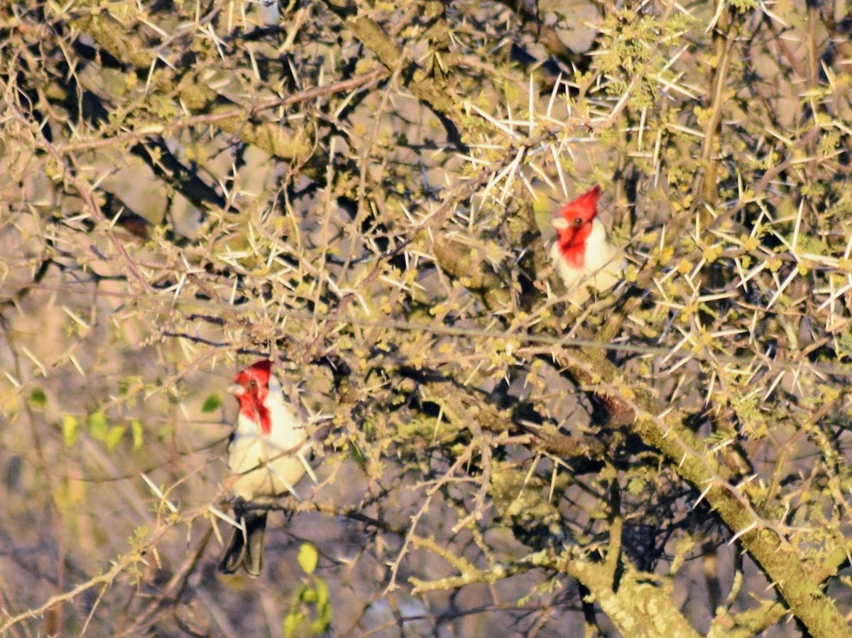 Red-crested Cardinal - sergio bruno