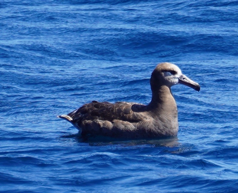 Black-footed Albatross - ML604313821