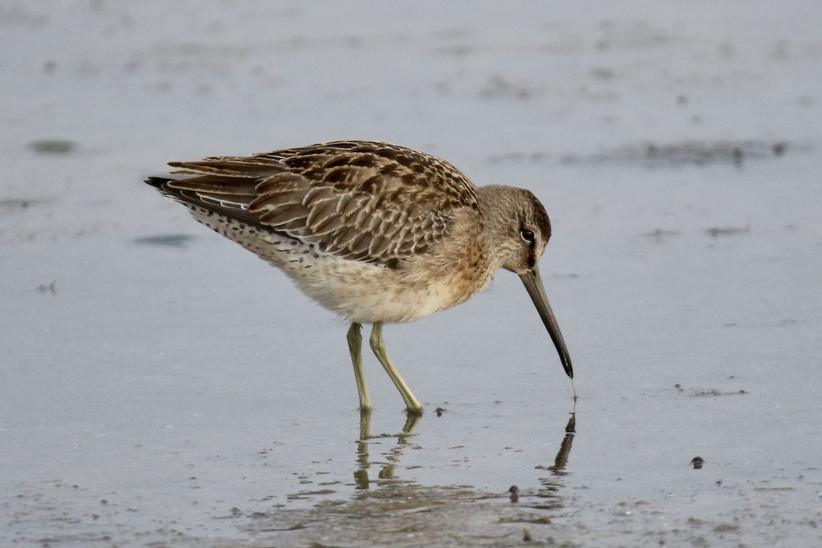 Short-billed Dowitcher (griseus) - ML604314011