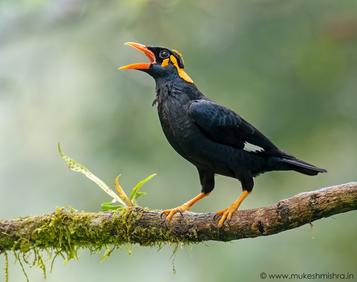 Southern Hill Myna - ML604314611