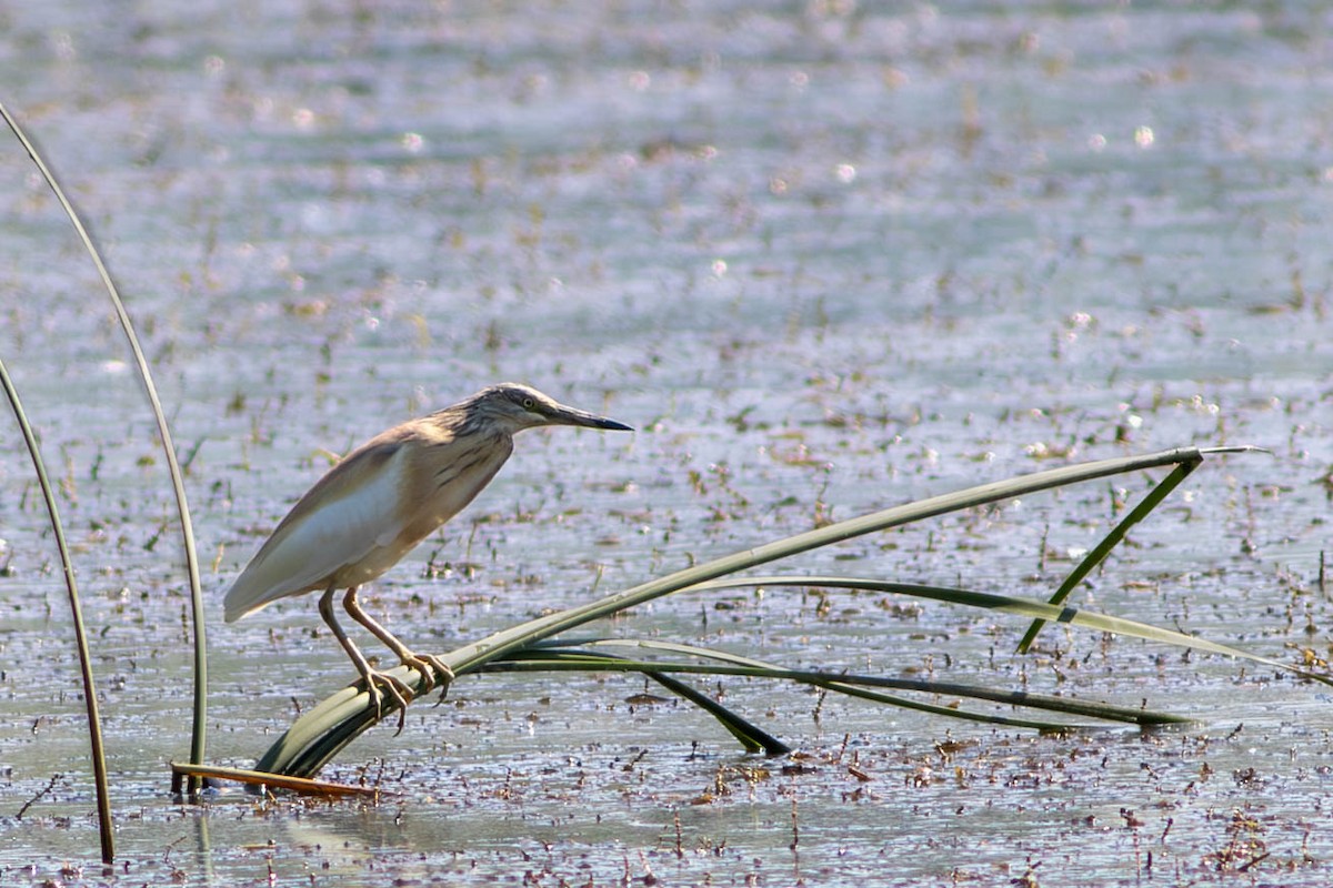 Squacco Heron - ML604314991