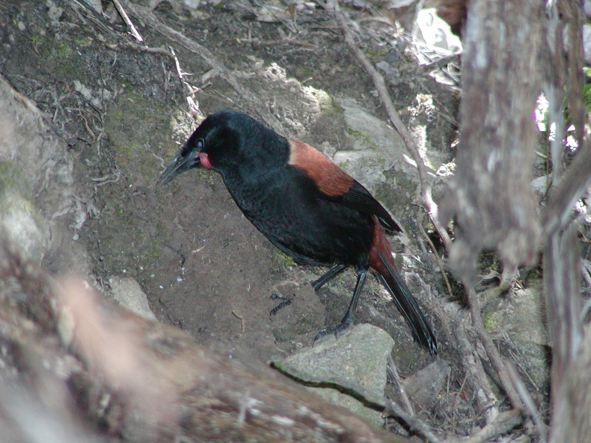 North Island Saddleback - ML604316841