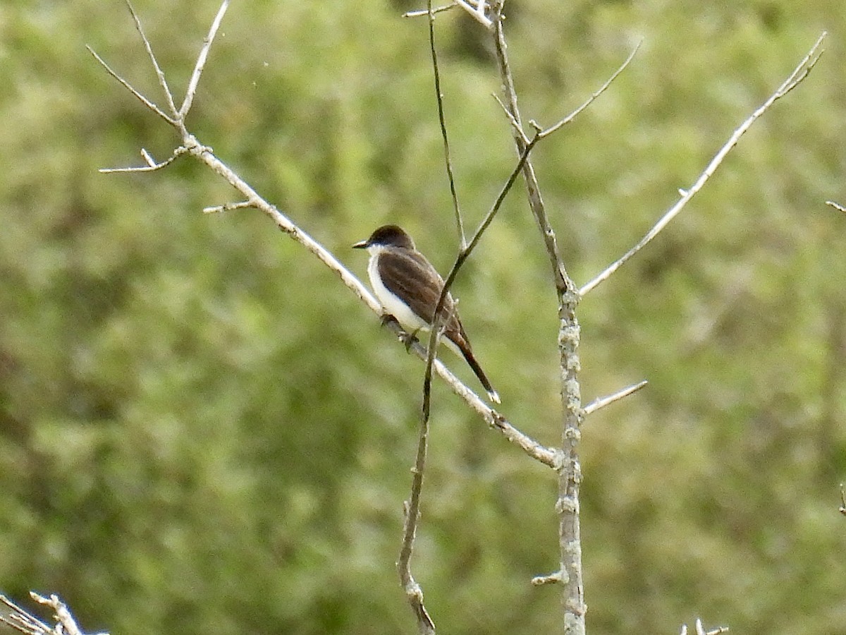 Eastern Kingbird - Jeanne Tucker