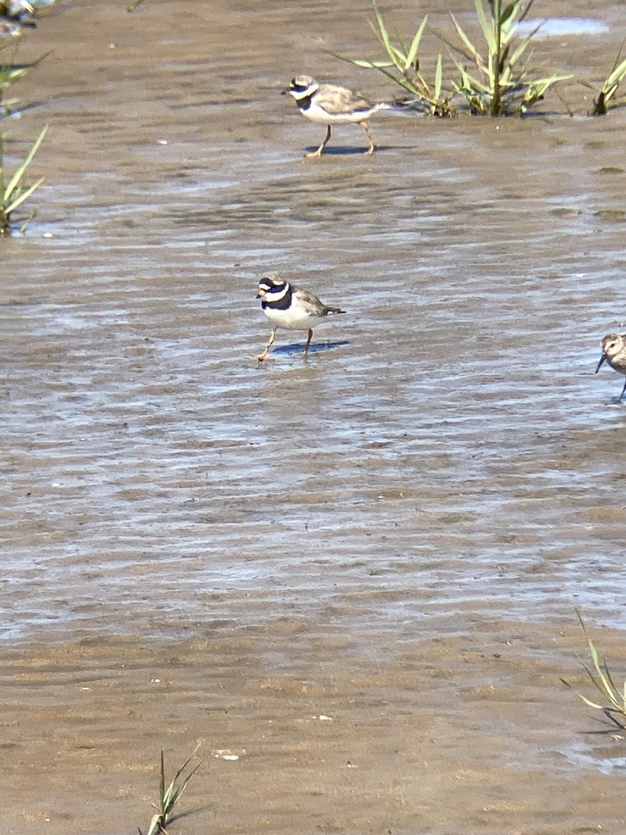 Common Ringed Plover - ML604317671