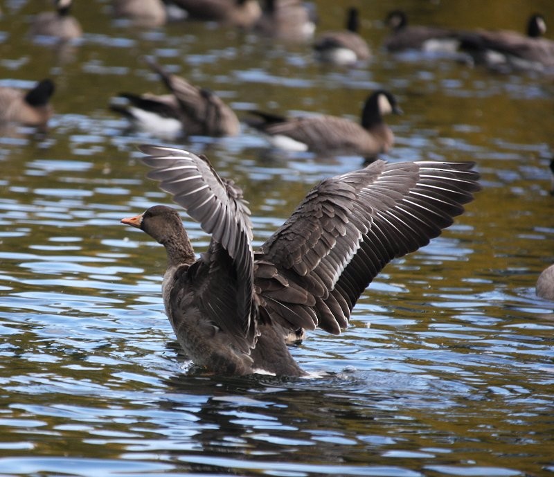 Greater White-fronted Goose - ML604317971