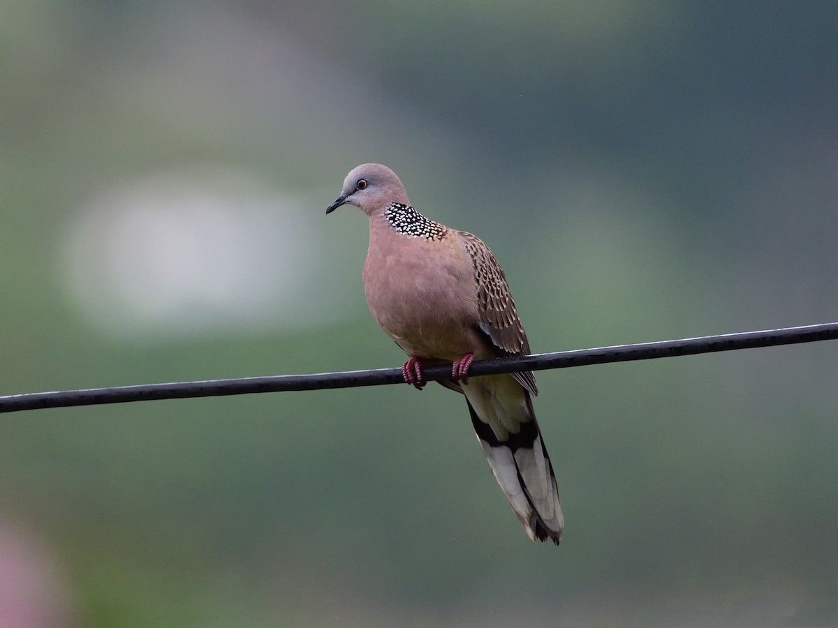 Spotted Dove - ML604318141