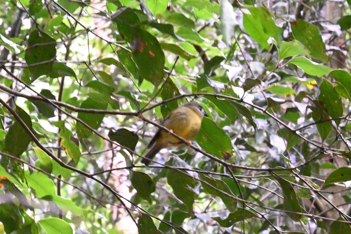 Pale-yellow Robin - ML604318161