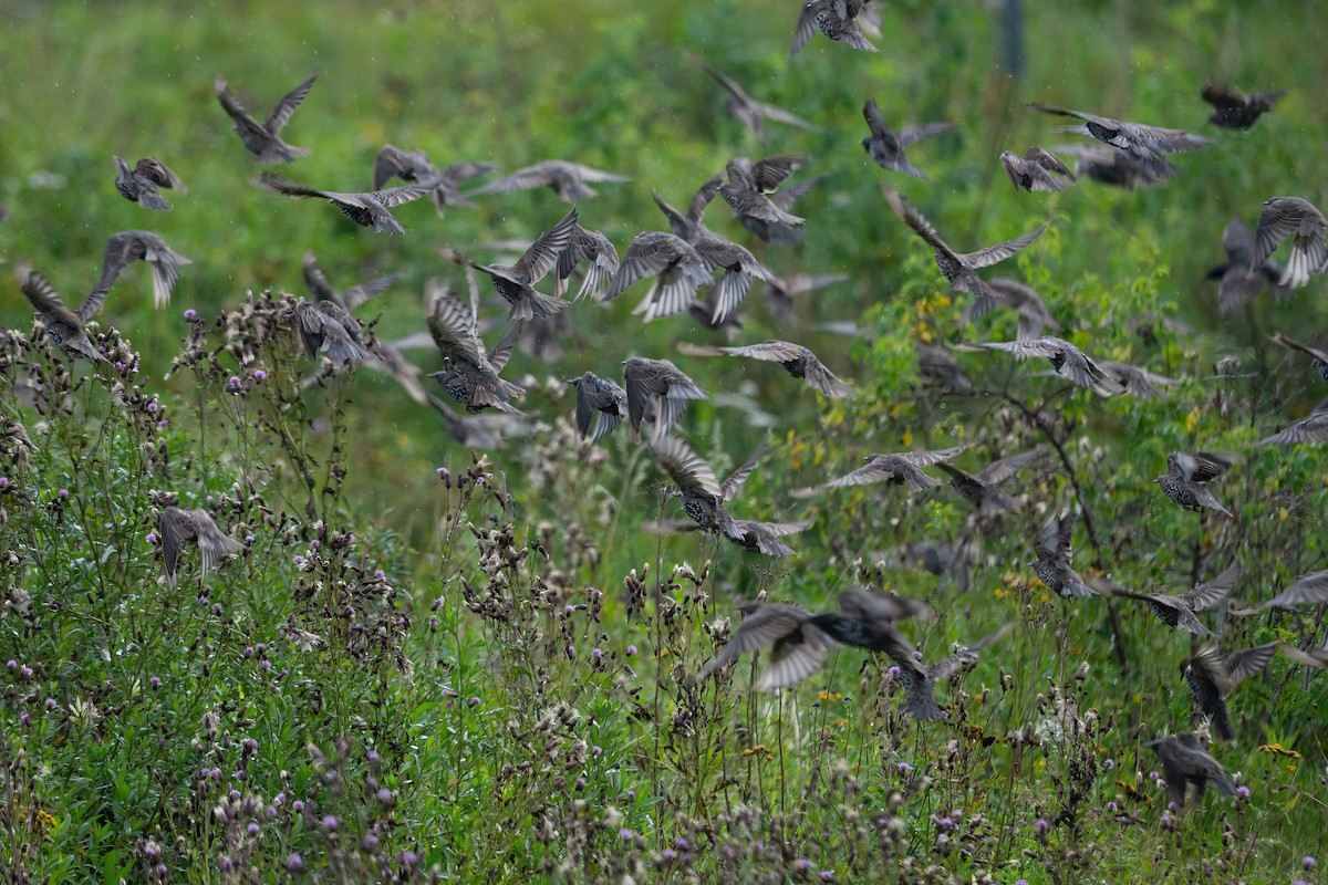 European Starling - ML604318251