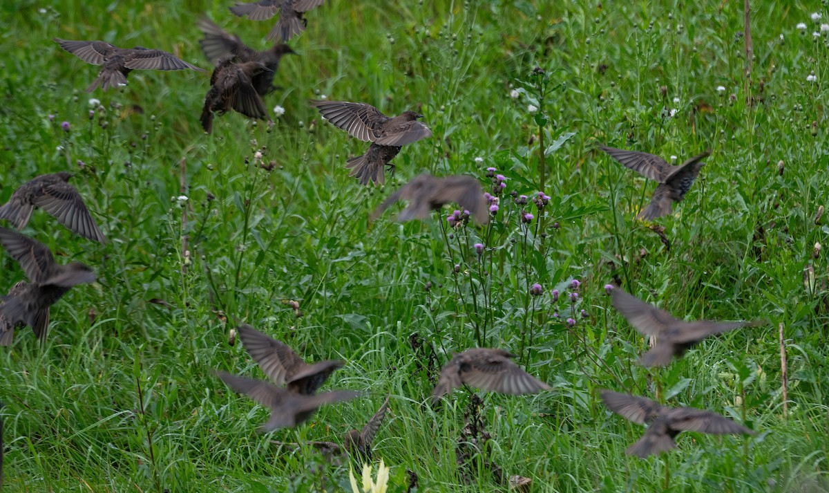 European Starling - ML604318291