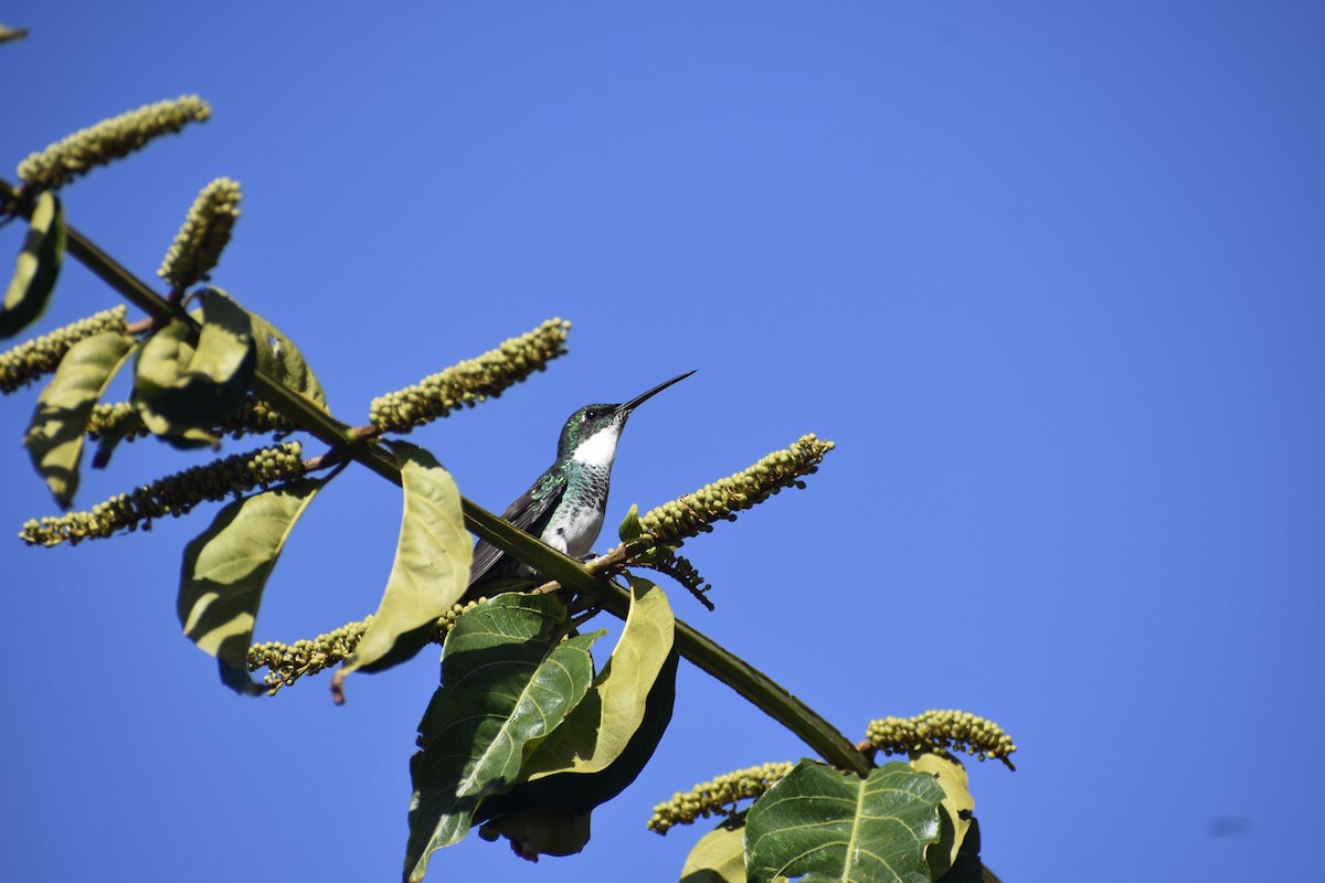 White-throated Hummingbird - ML604319001