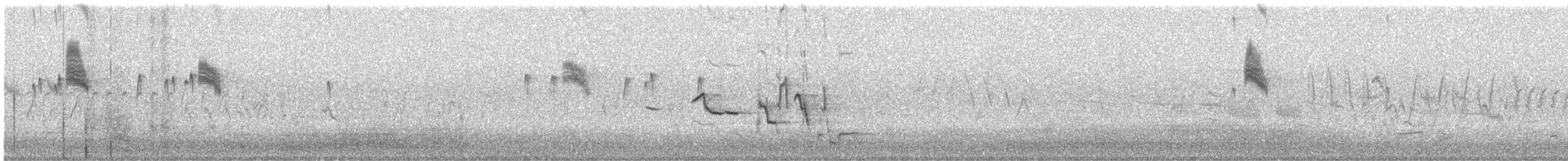 Schieferrücken-Königstyrann - ML60431901