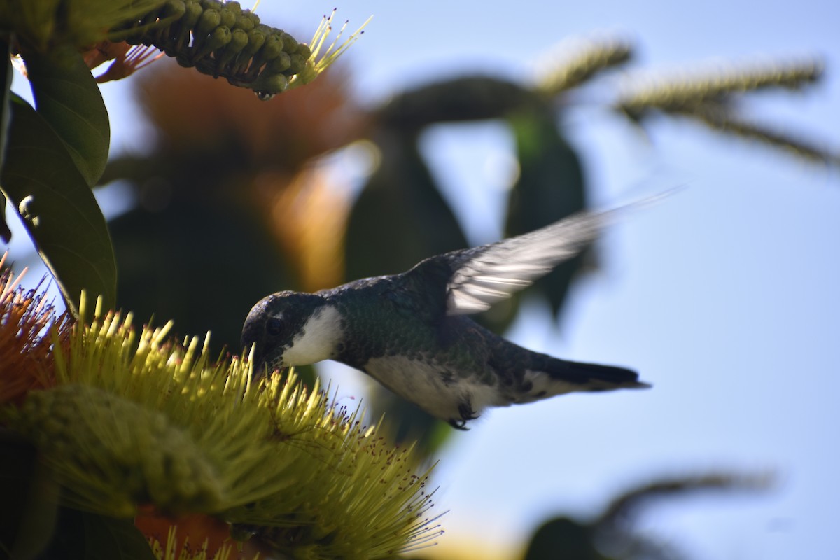 White-throated Hummingbird - ML604319021