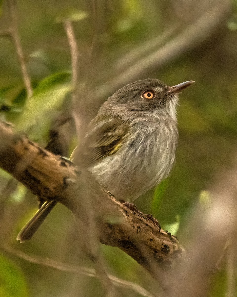 Pearly-vented Tody-Tyrant - Graciela  Neira