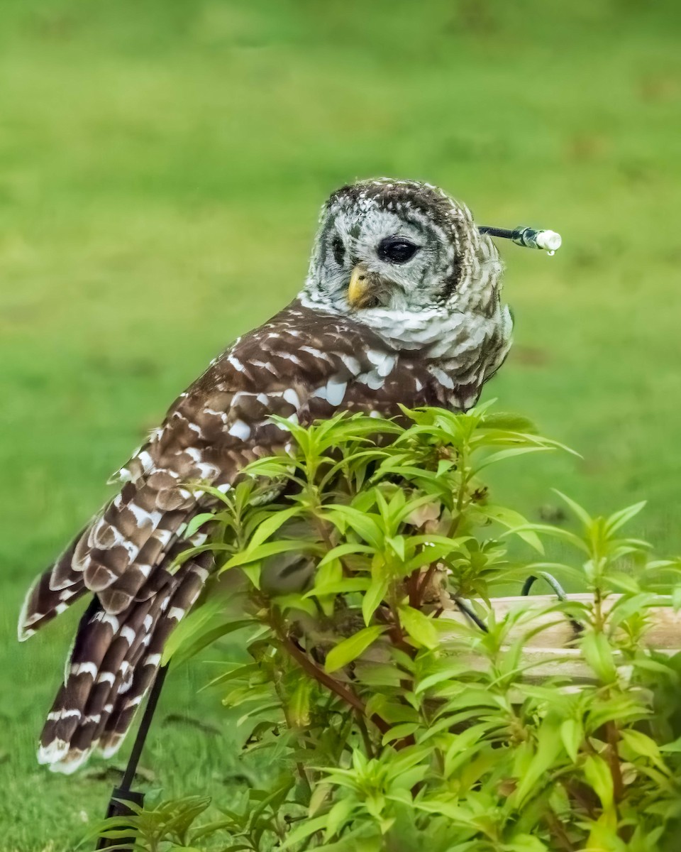 Barred Owl - Jamie B Wagner