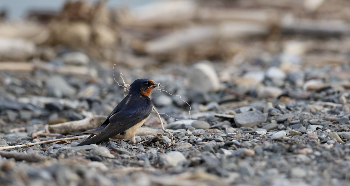 Hirondelle rustique (erythrogaster) - ML60431971