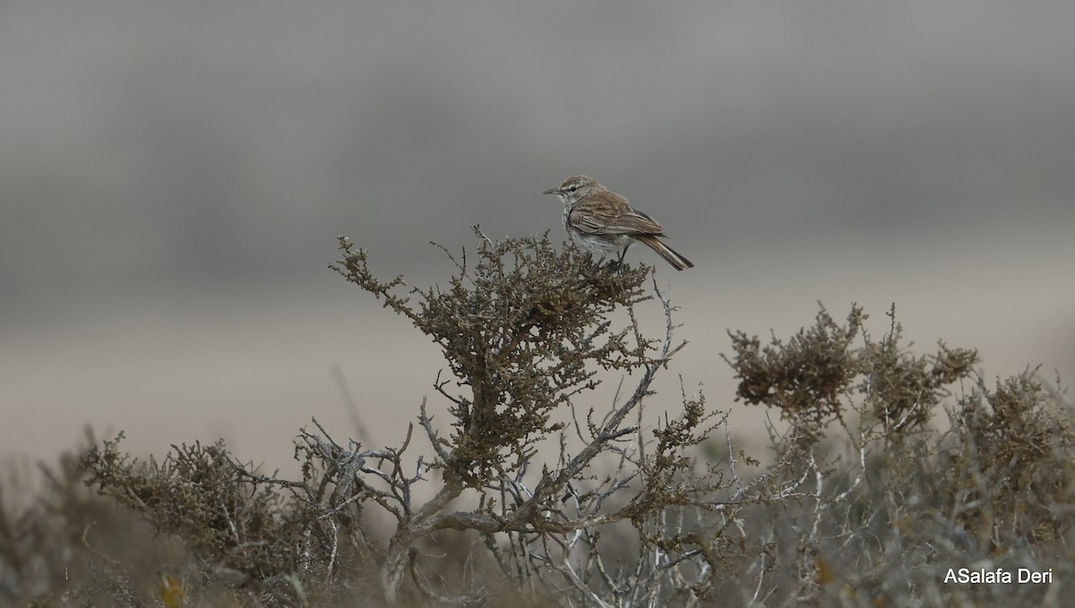 Dune Lark (Coastal) - ML604319941