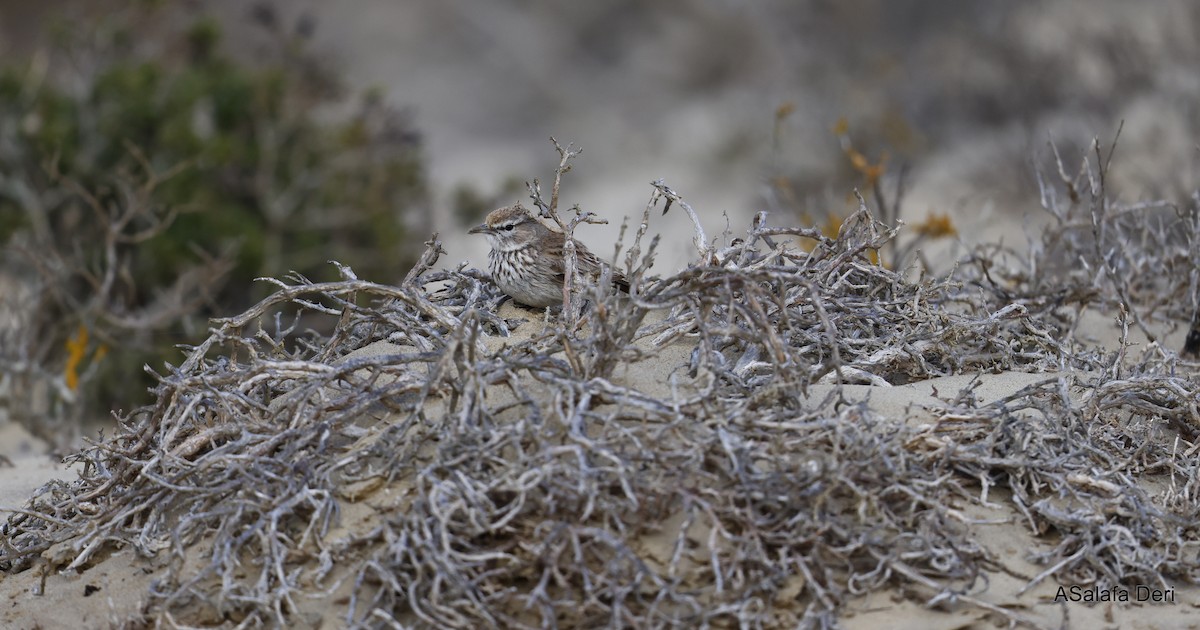 Dune Lark (Coastal) - ML604319961