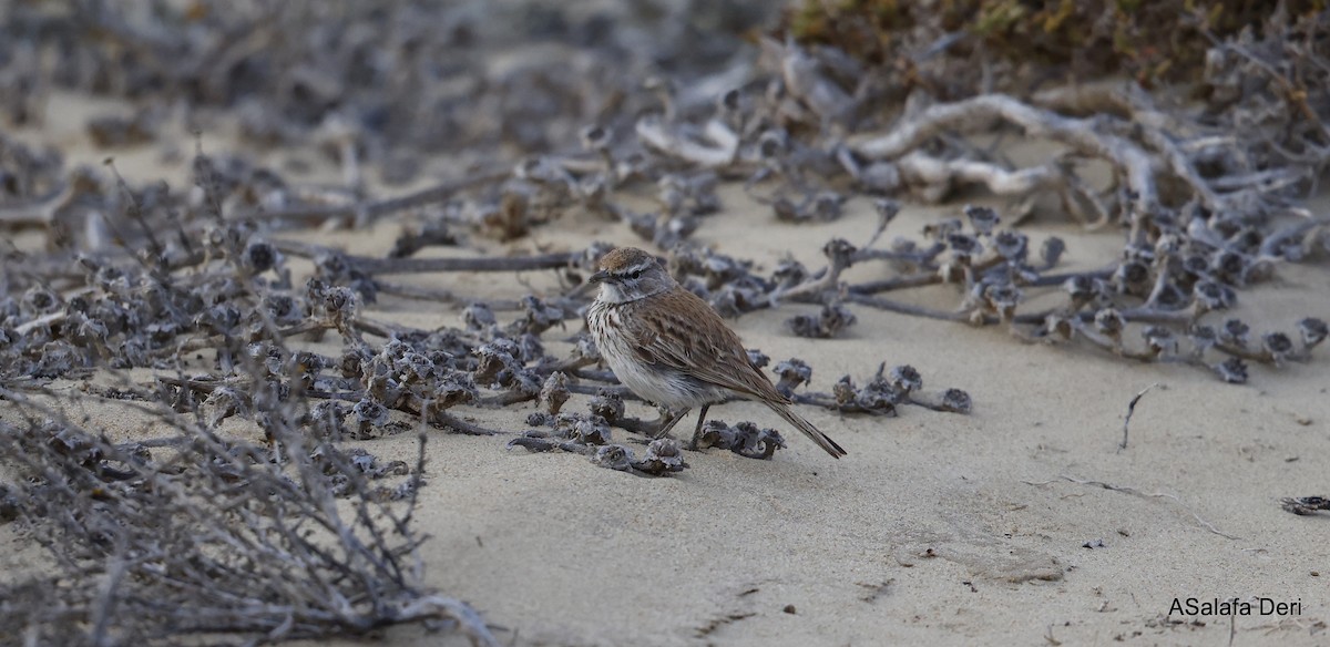 Dune Lark (Coastal) - ML604320031
