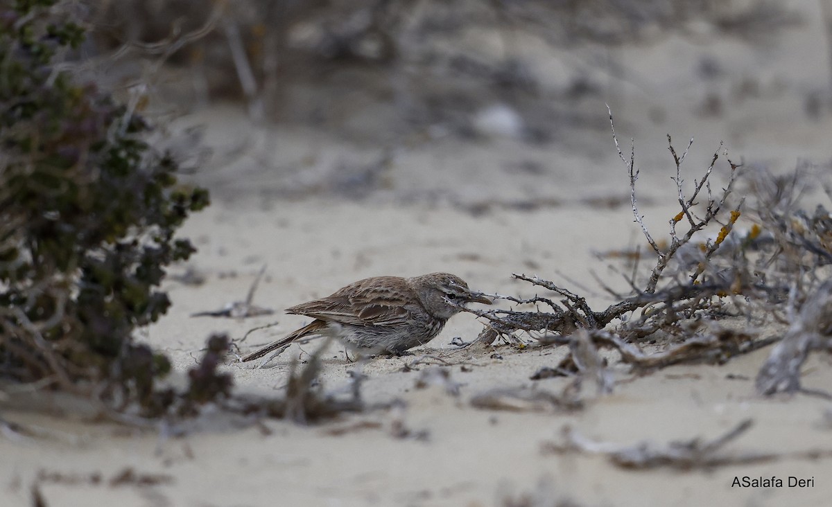 Dune Lark (Coastal) - ML604320041