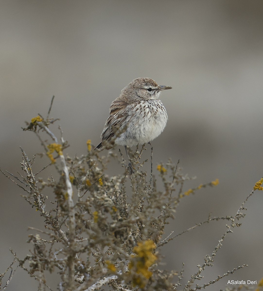 Dune Lark (Coastal) - ML604320081