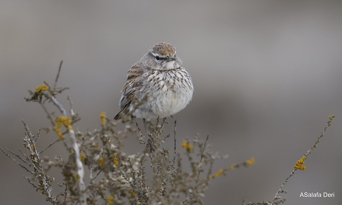 Dune Lark (Coastal) - ML604320101