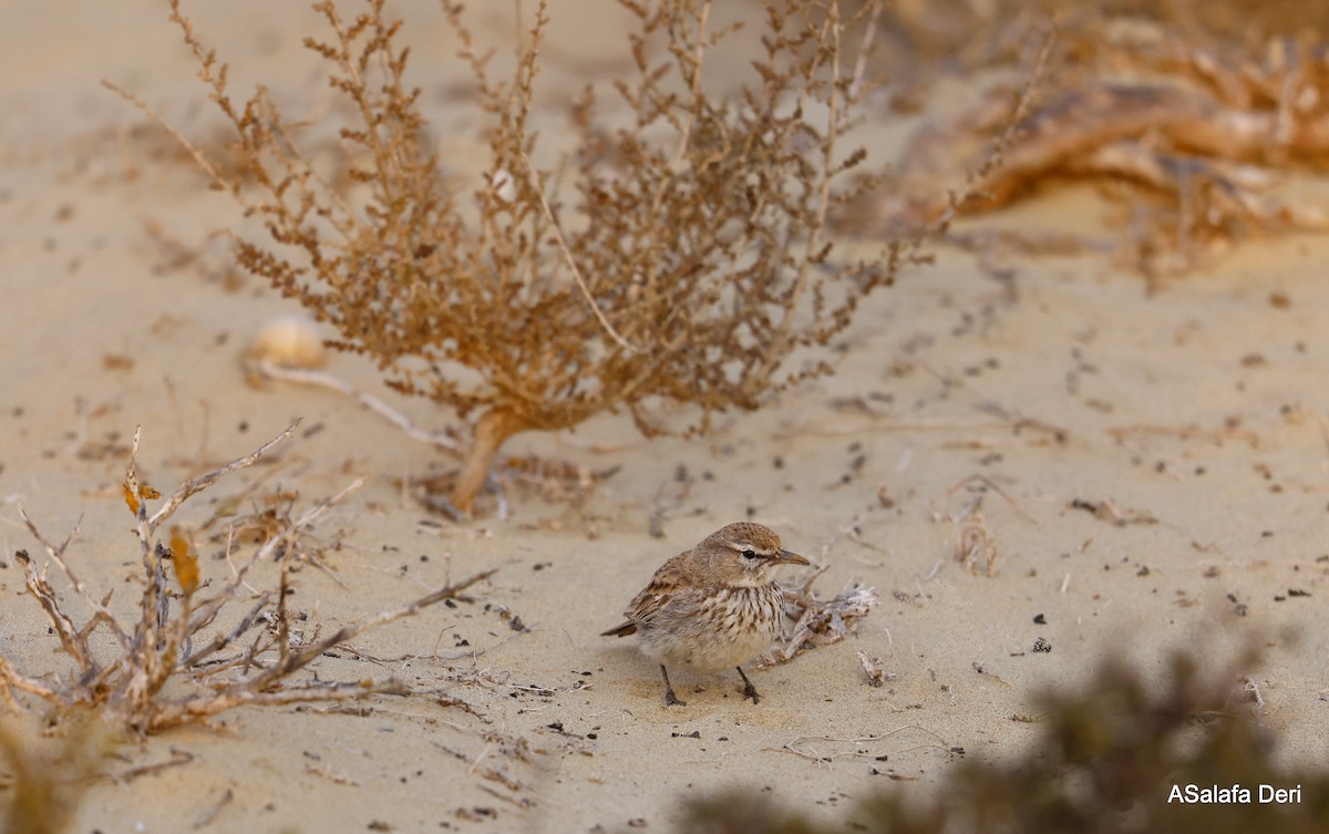 Dune Lark (Coastal) - ML604320271