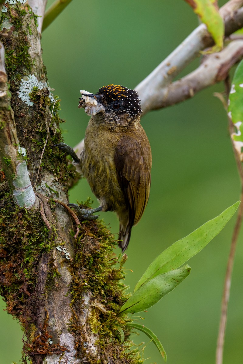Olivaceous Piculet - Jeff Hapeman