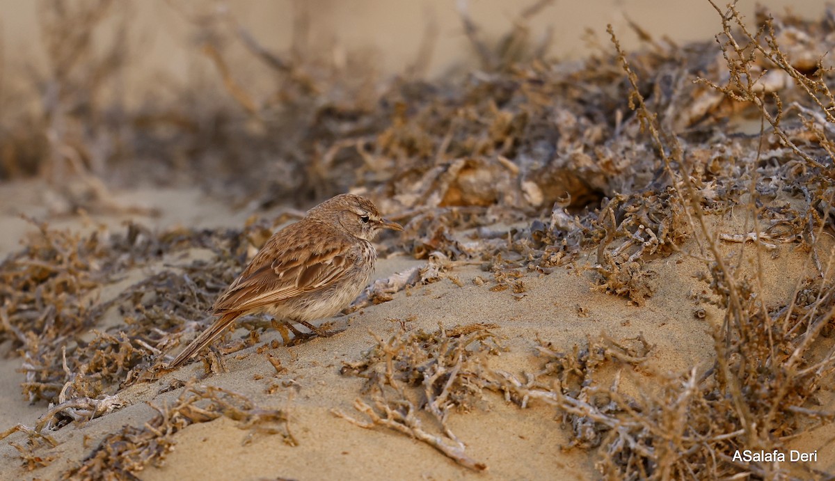 Dune Lark (Coastal) - ML604320291