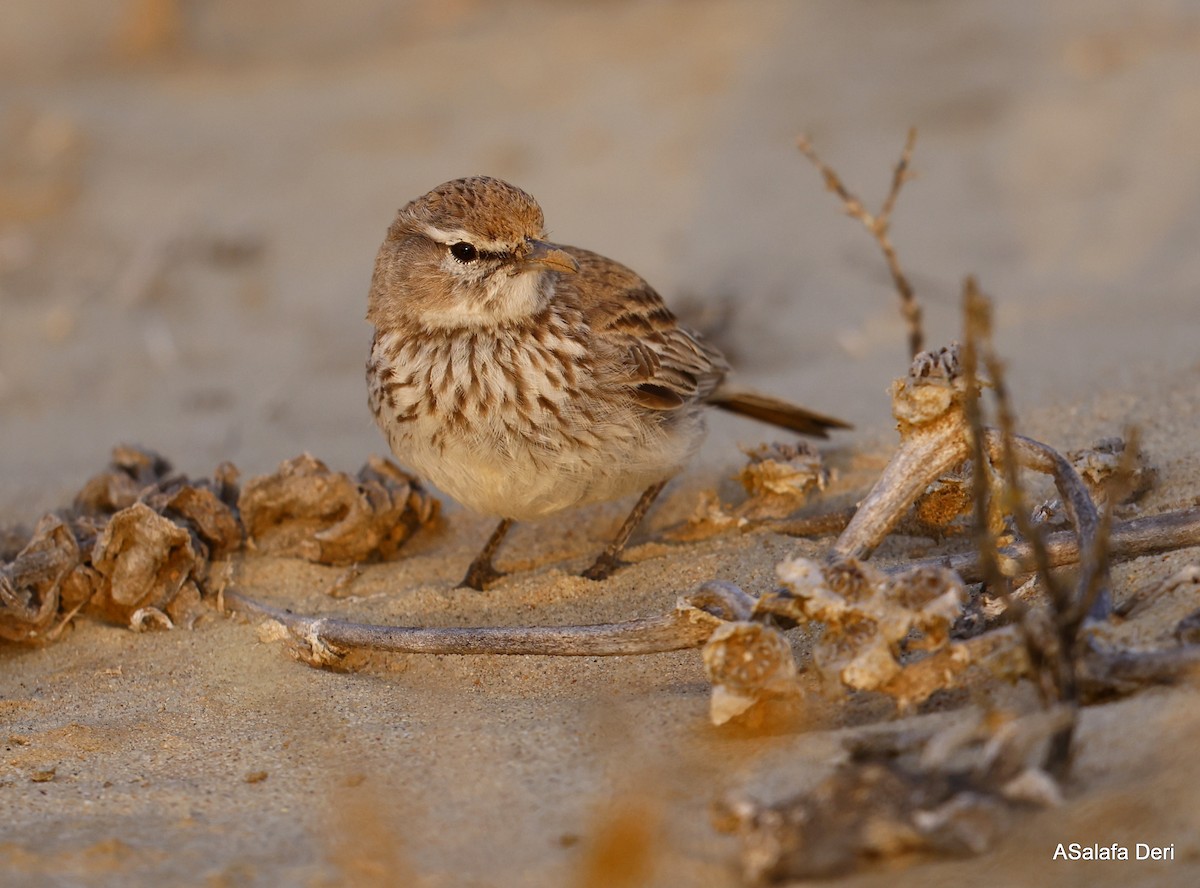 Dune Lark (Coastal) - ML604320391