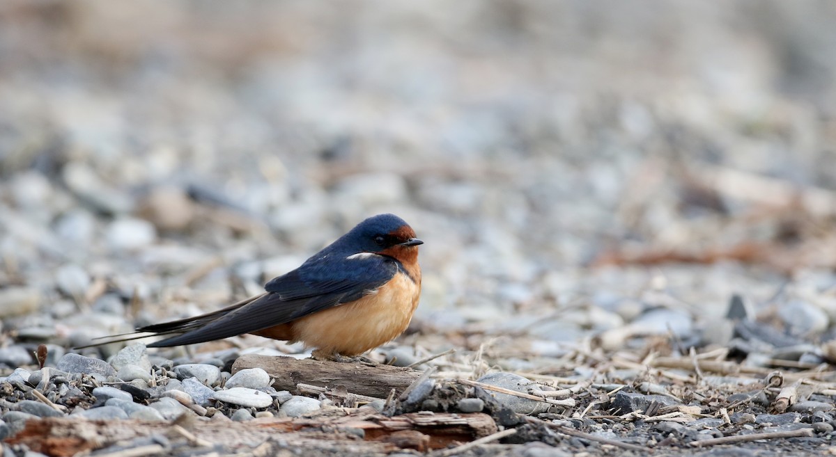 vlaštovka obecná (ssp. erythrogaster) - ML60432041