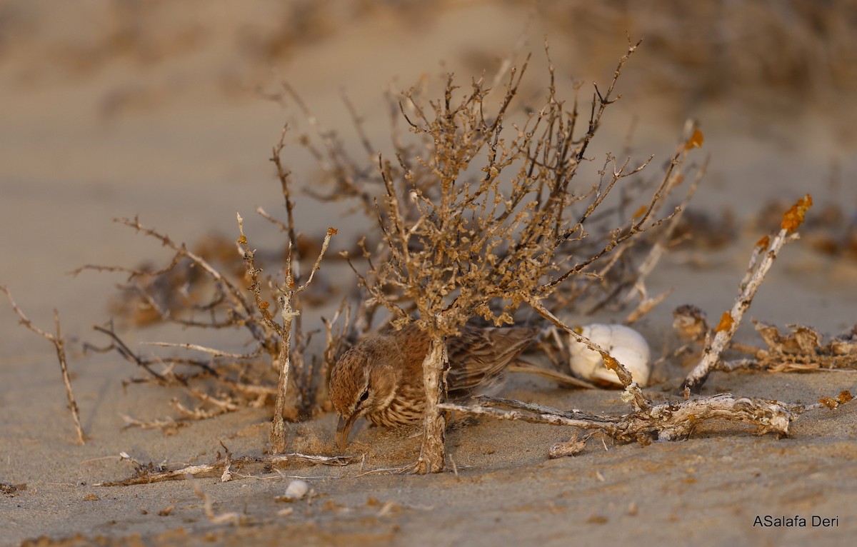 Dune Lark (Coastal) - ML604320411