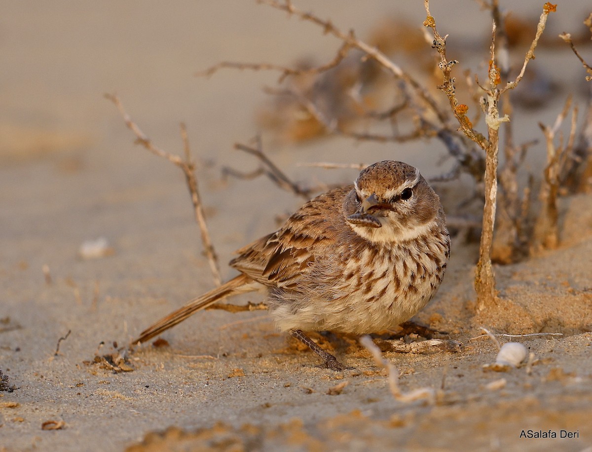 Dune Lark (Coastal) - ML604320471