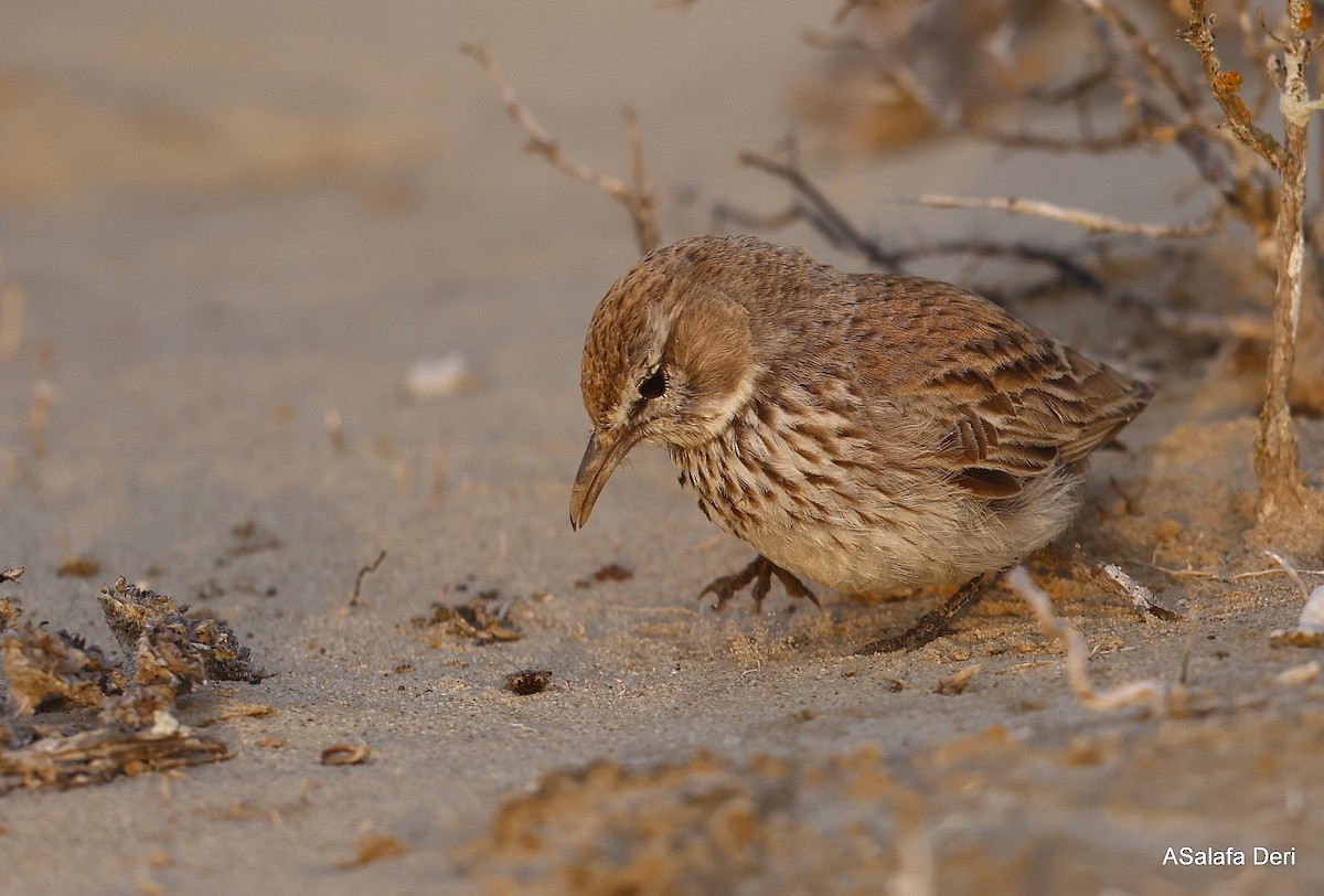 Dune Lark (Coastal) - ML604320481