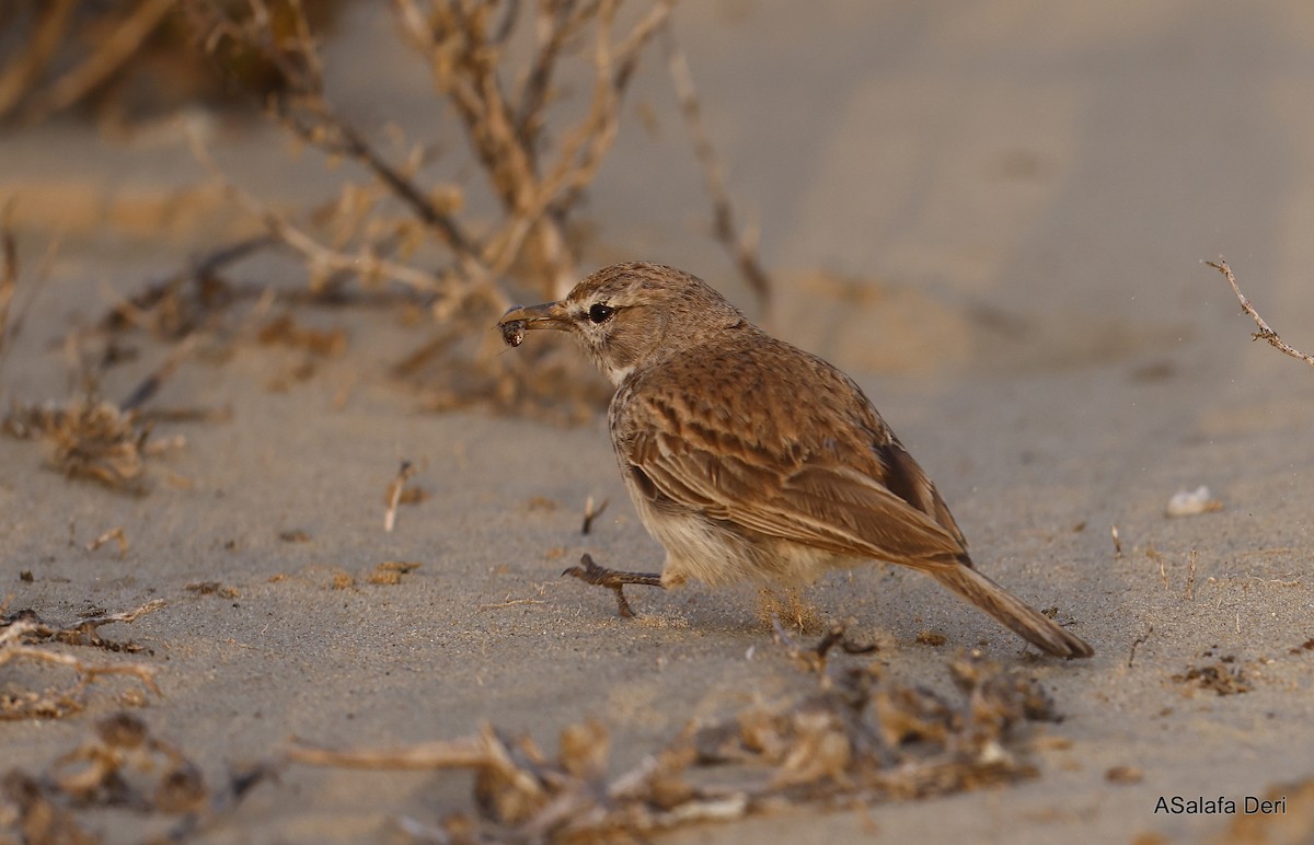 Dune Lark (Coastal) - ML604320571