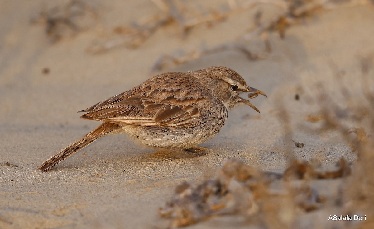 Dune Lark (Coastal) - ML604320591