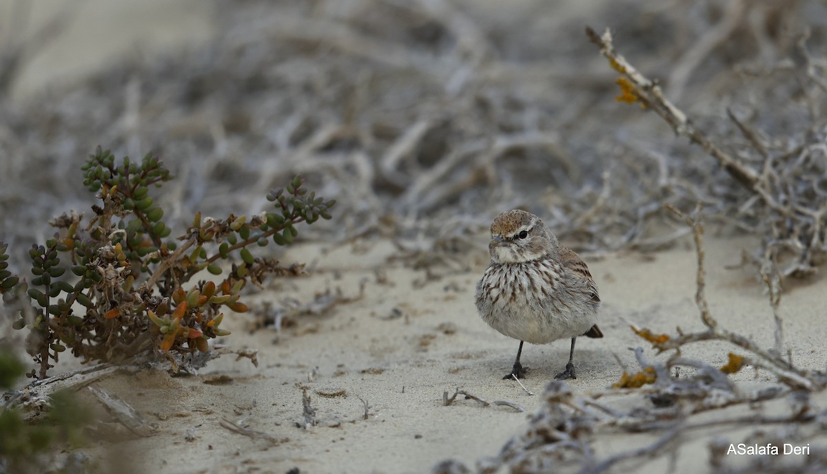 Dune Lark (Coastal) - ML604320851