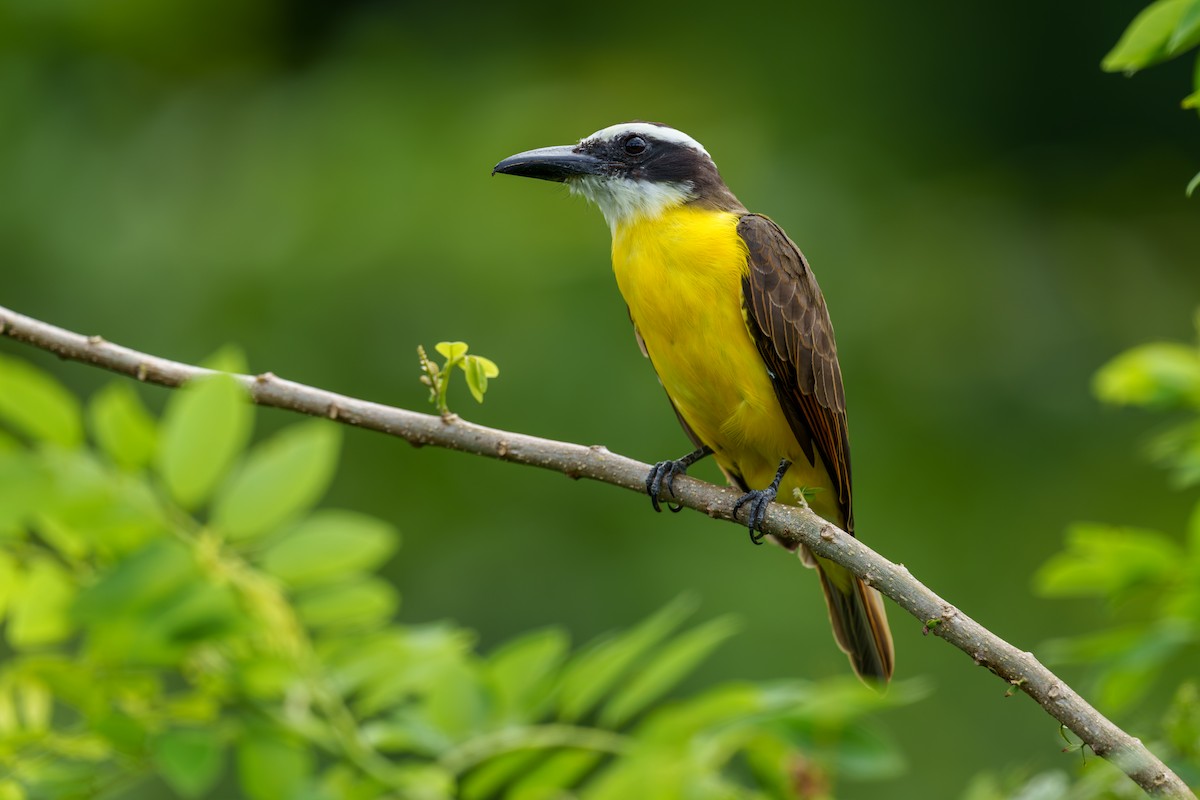 Boat-billed Flycatcher - ML604320911