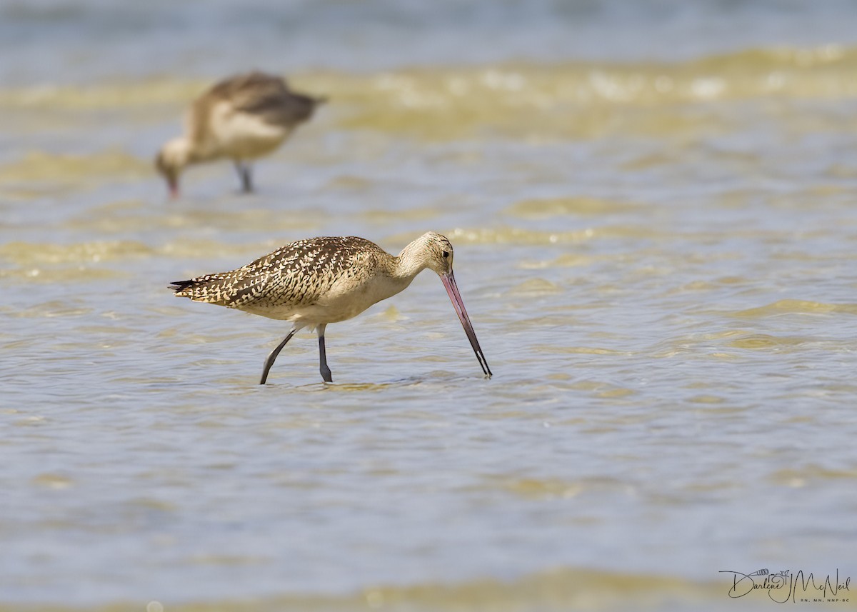 Marbled Godwit - Darlene J McNeil