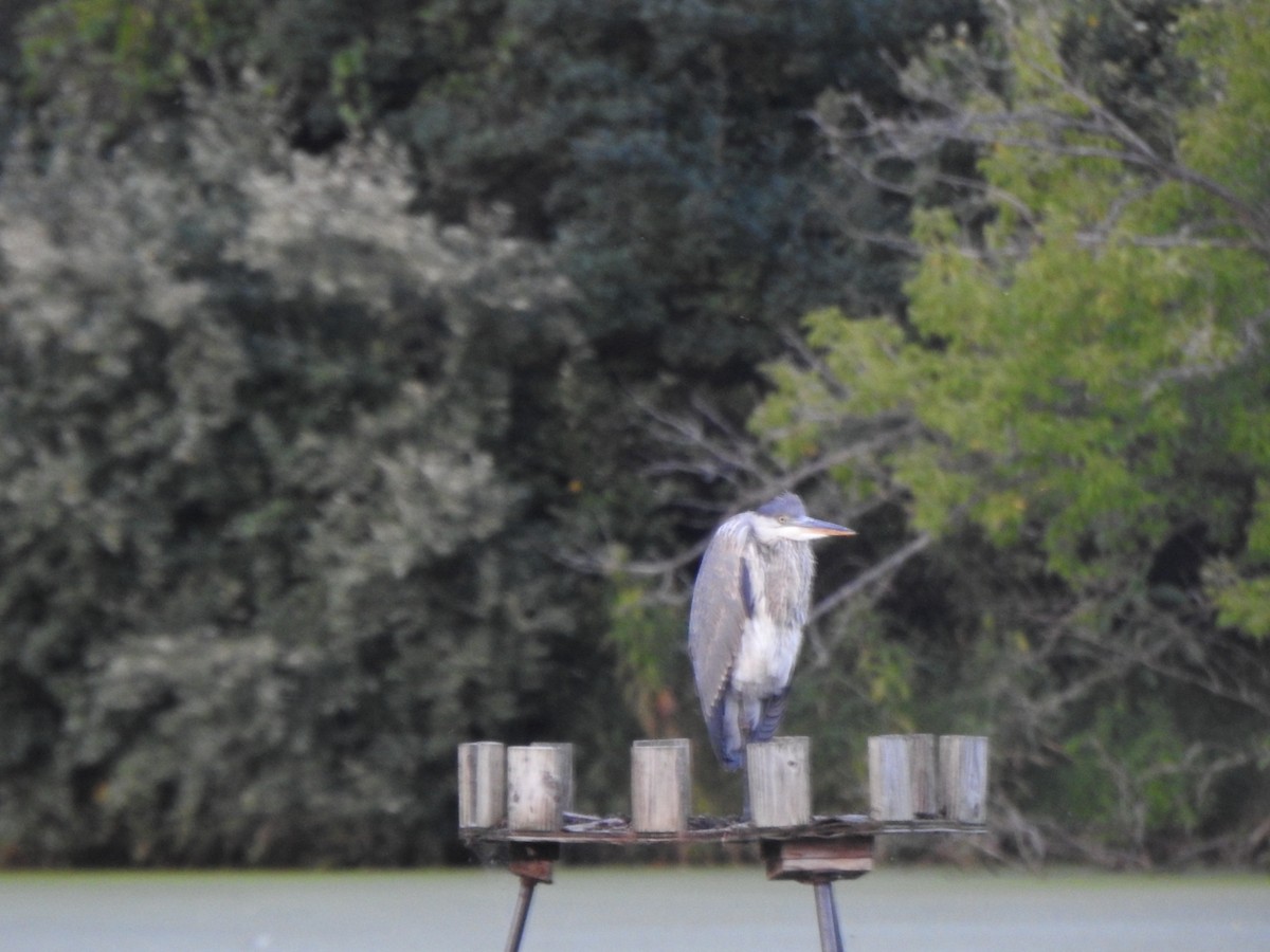 Garza Azulada - ML604323351