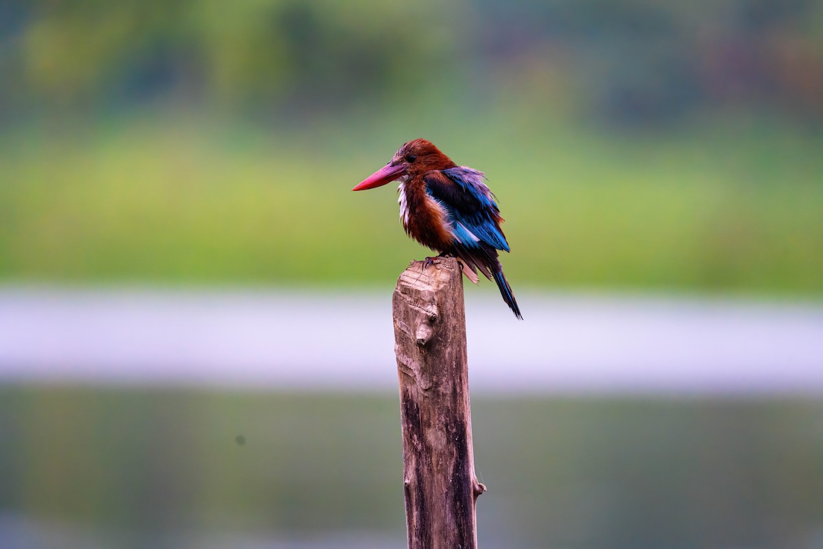 White-throated Kingfisher - ML604323771