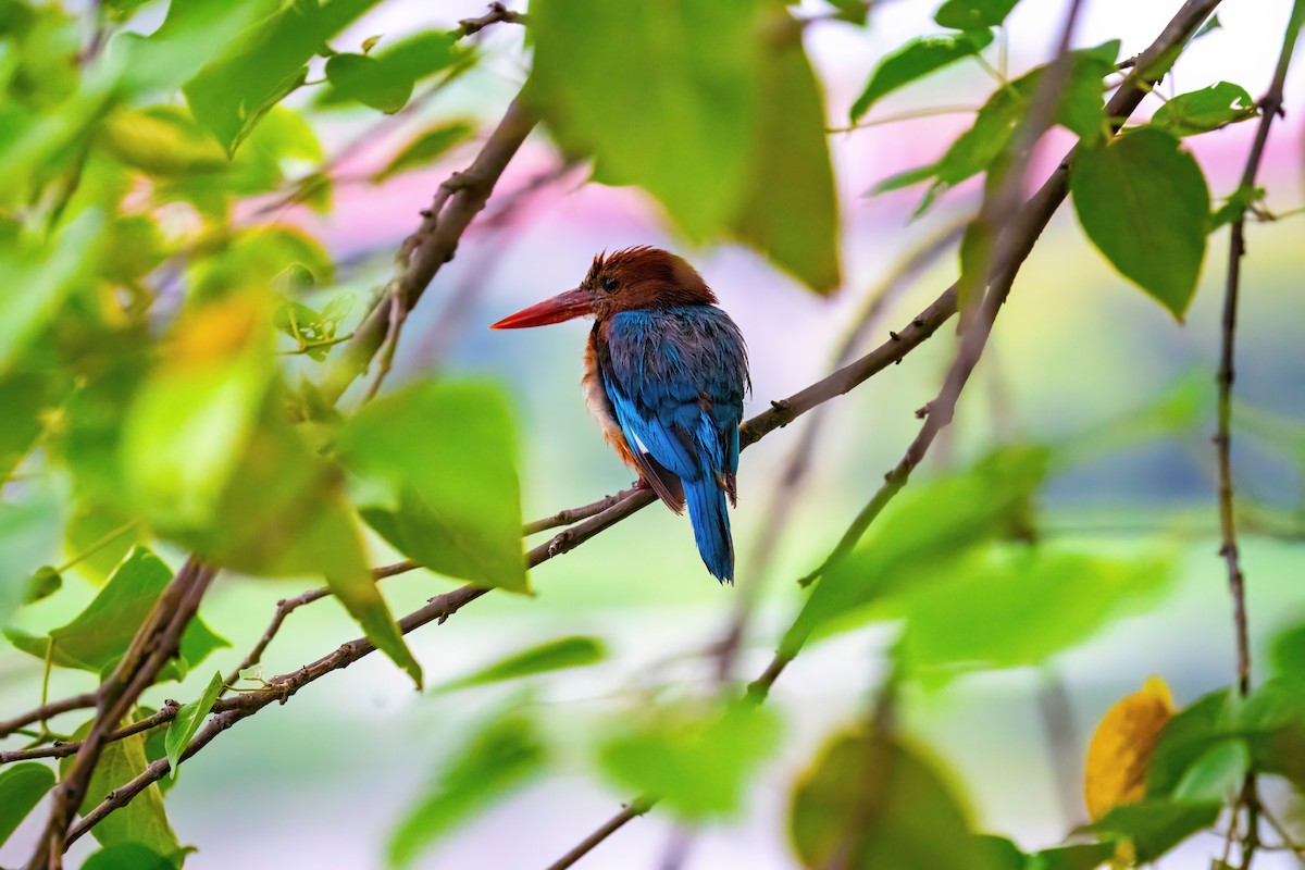 White-throated Kingfisher - ML604323781