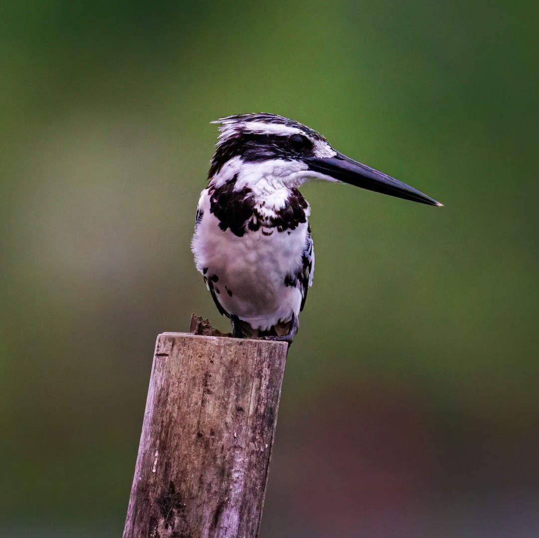 Pied Kingfisher - ML604323861