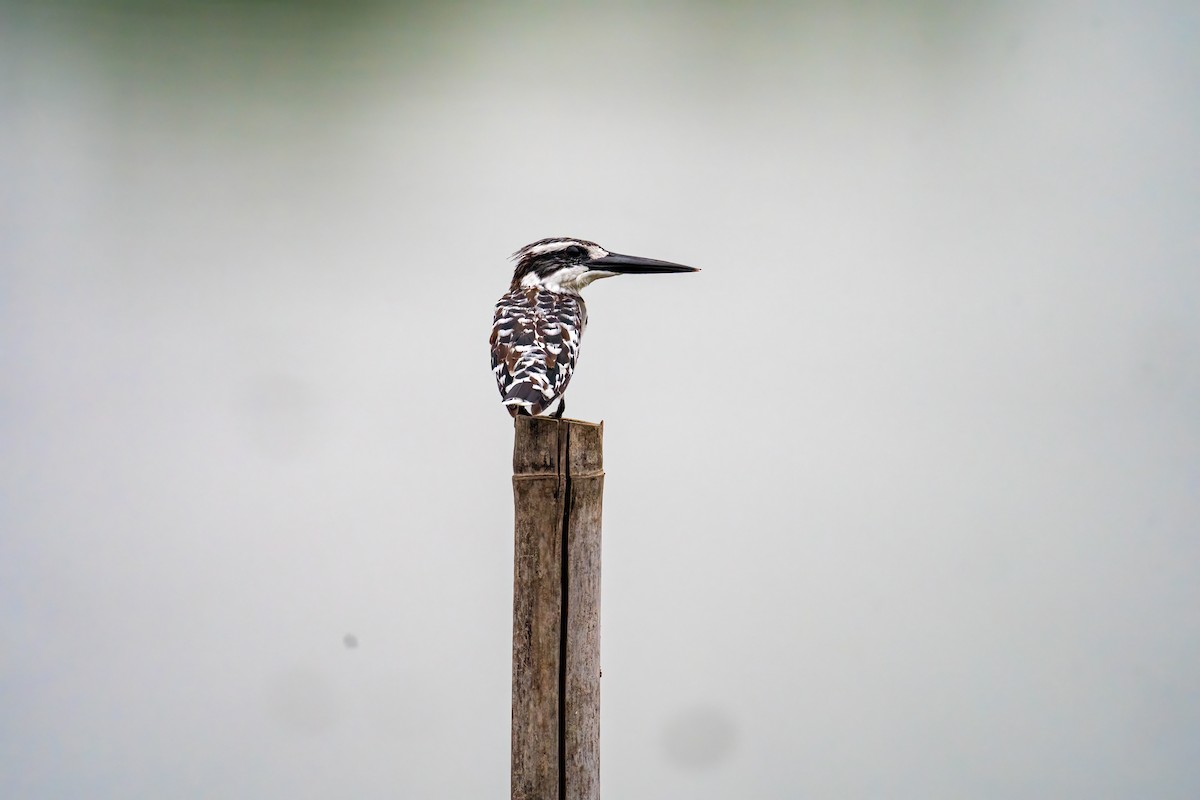 Pied Kingfisher - ML604323871