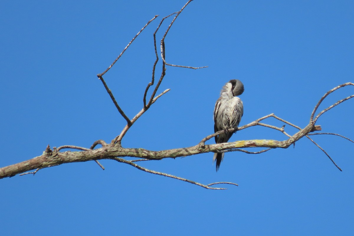 Loggerhead Shrike - ML604323901